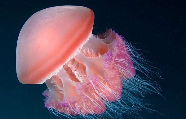 13. Рот медузы одновременно является и ее анусом.