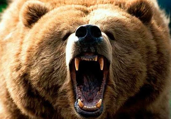 3. Известно, что сибирские бурые медведи выкапывали трупы и ели их, используя русские кладбища как «гигантские холодильники».