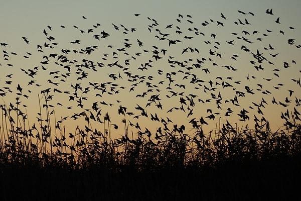 Falda kuş sürüsü görmek ne demektir?