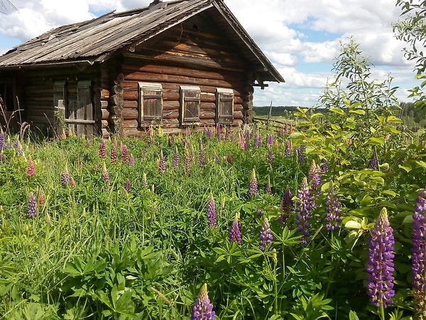 3. Те самые люпины, которые цветут в июне!