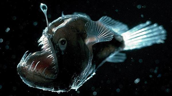 Erkekler karşılaştıkları ilk dişiyi ısırırlar çünkü bu onlar için daha garanti bir seçimdir. Biyolog Thomas Boehm ve meslektaşları, fener balıklarının parabiyoza nasıl ulaştığını öğrenmek için on türden otuz bir fener balığının DNA'ları üzerinde çalışmalarda bulundu.