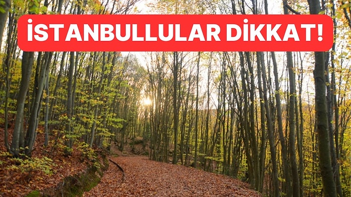 İstanbullular Dikkat: Ormanlar ‘Böl Parçala' Yöntemiyle İmara ve Betonlaşmaya Açılıyor