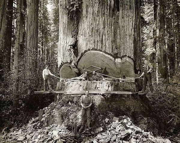 11. Devasa bir ağacı keserken poz veren ormancılar, 1889
