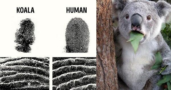 15. Koalaların da aynı bizim gibi eşsiz parmak izleri vardır.