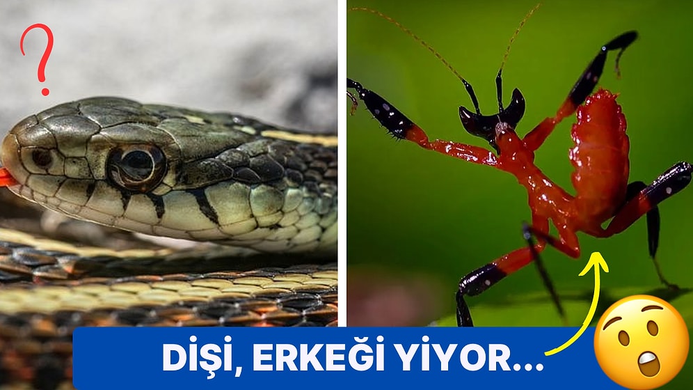 Dikenli Organlardan Yamyamlığa! Hayvanların Tüylerinizi Ürpertecek İlginç Çiftleşme Yöntemleri