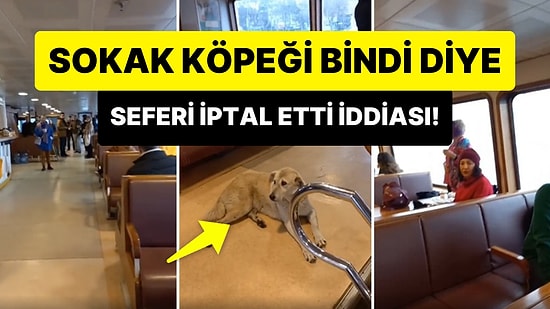 Yağmurda Islanan Sokak Köpeği Bindi Diye Kaptanın Kadıköy-Beşiktaş Vapuru Seferini İptal Ettiği İddia Edildi