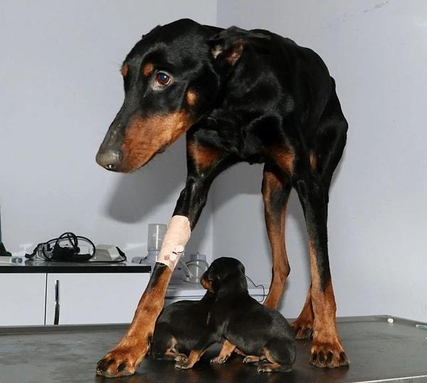Hatay’da yıkılan Doğan Apartmanı enkazından 29 gün sonra Şila adlı bir köpeğe ulaşıldı. Enkaz altında doğum yapan Şila'nın 3 yavrusu da kurtarıldı.