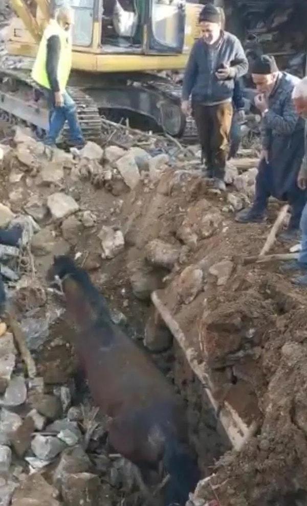 Adıyaman'da görevlendirilen Erzurum Tarım ve Orman Müdürlüğü ekipleri depremin 21. gününde enkaz altından bir atı canlı çıkardı.