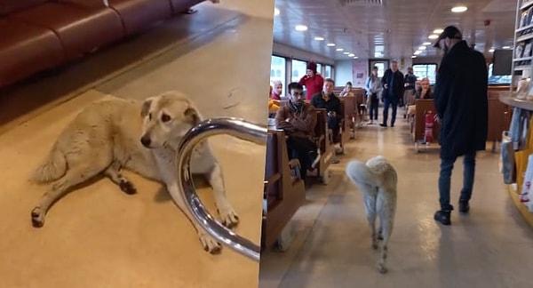 Bu sabah Kadıköy’den Beşiktaş’a gitmek üzere vapura binen yolcular, gemide sahipsiz bir köpek bulunduğu gerekçesiyle geri indirilmek istendi.