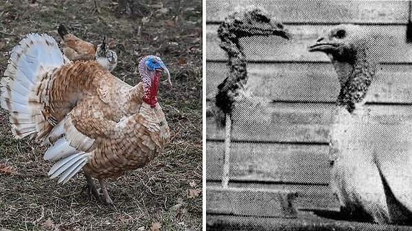 7. An experiment in the 1960s found that male turkeys preferred mating with a stuffed female turkey head to a stuffed female body...