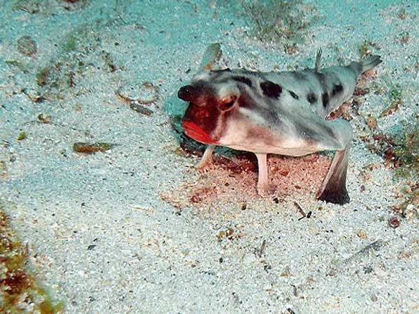 4. Kırmızı dudaklı yarasa balığı