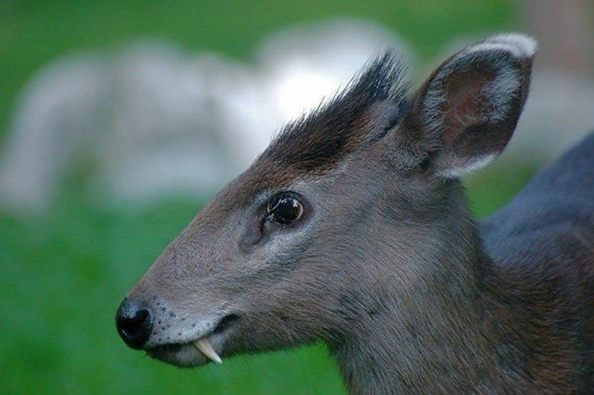 Маленький олень с клыками. Хохлатый олень (Elaphodus Cephalophus). Мунтжаки кабарга. Сибирская кабарга. Антилопа кабарга.