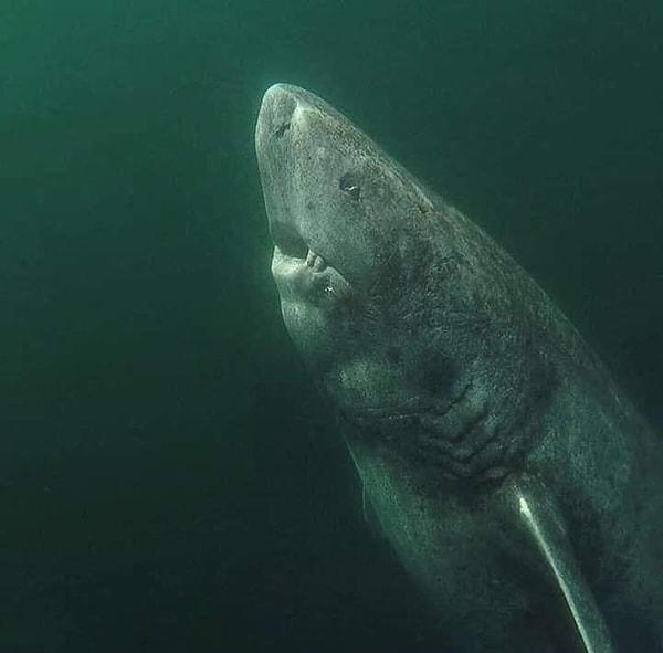 4. Grönland köpek balığı - 272 yıl