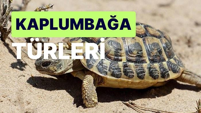 Kaplumbağa Çeşitleri: Dünyada Soyu Tükenmemiş En Eski Hayvanlar Olan Kaplumbağalar Hakkında İlginç Bilgiler!