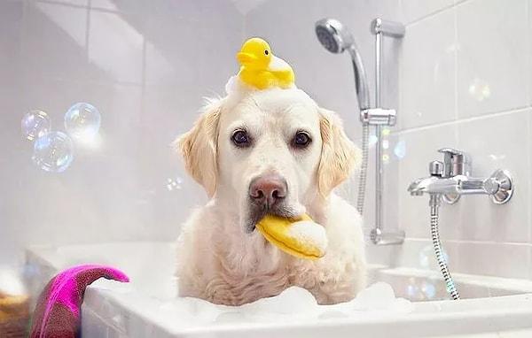 4. Köpeğinizi yıkarken dikkat etmeniz gereken pek çok durum var.