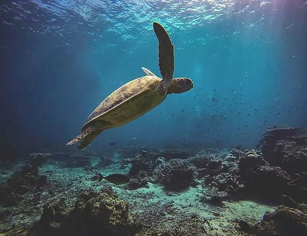 Deniz Kaplumbağası