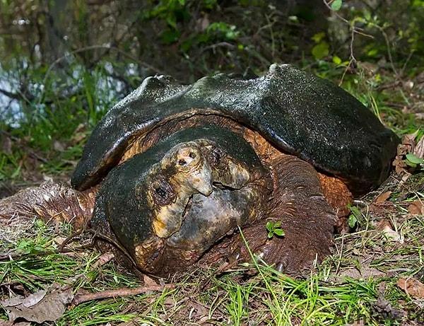 Timsah Kapan Kaplumbağası