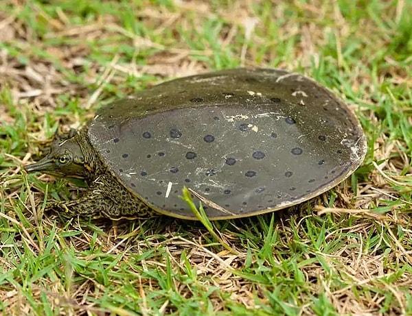 Yumuşak Kabuklu Kaplumbağalar
