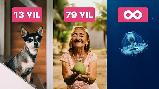 Ölümsüz Olan da Var! Araştırmacılar Canlıların Kaç Yıl Yaşadığını Açıkladı