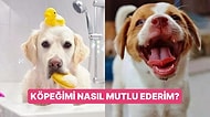 Veterinerler Açıklıyor: Köpeğinizin Daha Mutlu ve Sağlıklı Olmasını İstiyorsanız Bu Alışkanlıklardan Vazgeçin!