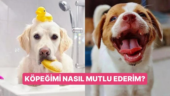 Veterinerler Açıklıyor: Köpeğinizin Daha Mutlu ve Sağlıklı Olmasını İstiyorsanız Bu Alışkanlıklardan Vazgeçin!