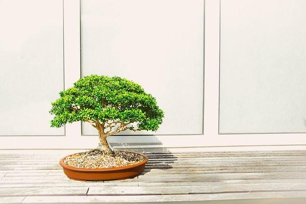 1. "Bonsai bir ağaç türü değil, onların yetiştirilme biçimiymiş."