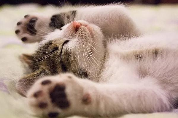 Kedilerde uyku bozukluğu sık sık görülüyor.