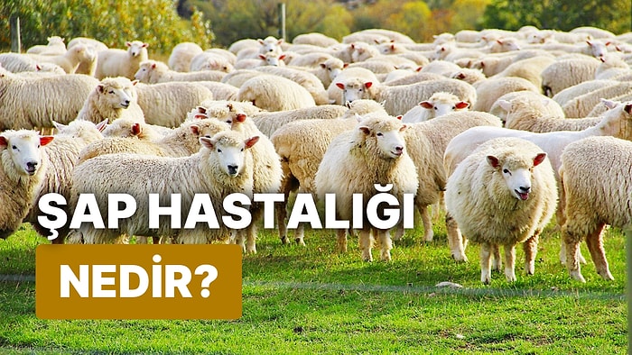 Şap Hastalığı Nedir? Hayvanlarda Şap Hastalığının Belirtileri Nelerdir, İnsana Bulaşır mı?