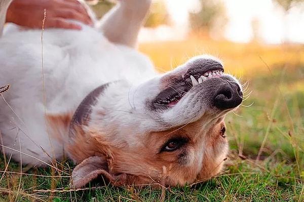 Köpeklerdeki uyku bozukluğu ise narkolepsidir ve neredeyse tüm semptomları insanlarla aynıdır.