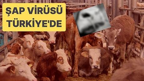 Şap Hastalığı Korkusu: Türkiye’de İlk Şap Hastalığı Vakası Görüldü