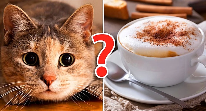 Тест: Мы скажем, какое животное вам нужно завести, на основе того, какой вы человек в быту