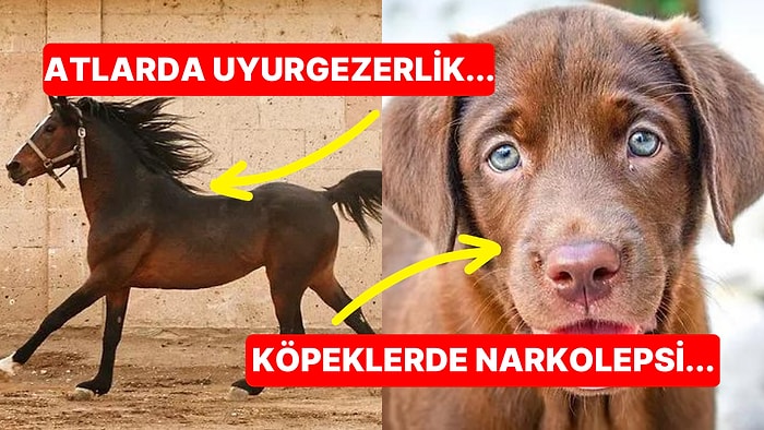 Hayvanlar da İnsanlar Gibi Uyku Problemleri Yaşar mı?