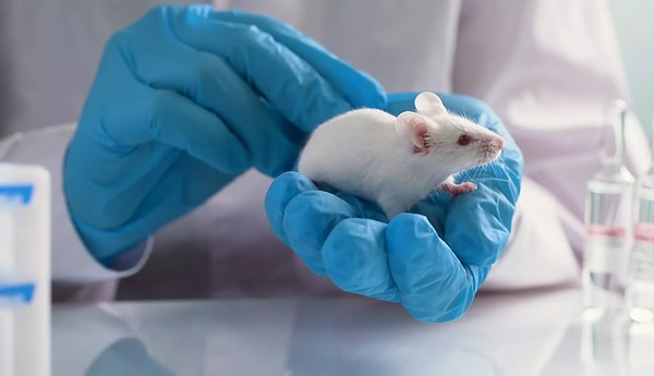 Bilim insanları, üreme için yeni olasılıklar içeren, çığır açan bir gelişmeye imza attılar. İki erkek hücreden yumurta üreterek iki biyolojik babası olan bir fare ürettiler.