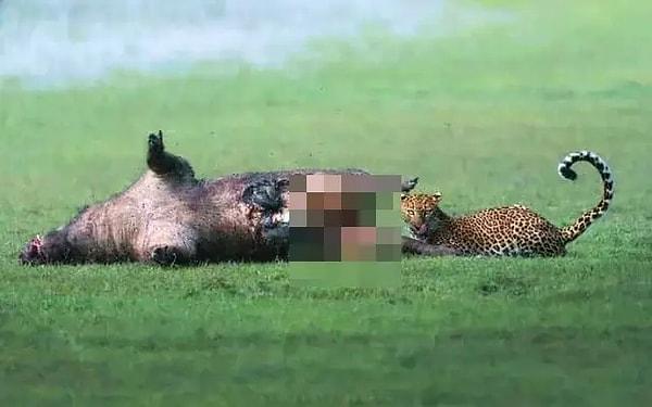 9. Bir yaban domuzunu gözünü bile kırpmadan öldüren leopar: