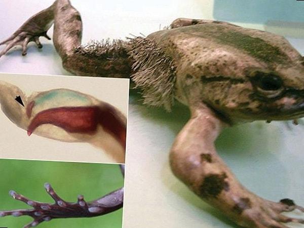 11. Tüylü kurbağa veya 'Wolverine kurbağası' olarak bilinen bu kurbağa türü, pençelemek için kendi kemiklerini kırarak derisini deler.