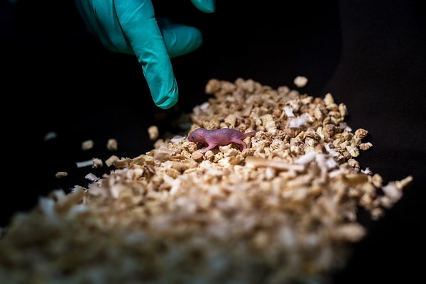 Çalışmalar sonucu ortaya çıkan yavru fareler sağlıklı görünüyordu, normal bir ömre sahiplerdi. Hayashi, "İyi görünüyorlar, normal bir şekilde büyüyorlar ve baba oluyorlar." dedi.