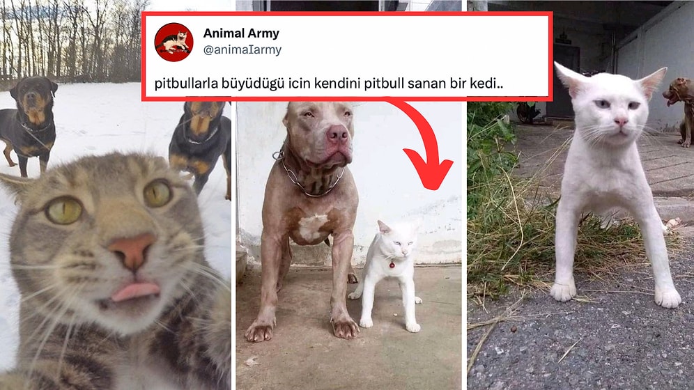 Kedinizin ve Köpeğinizin Birbirleriyle İyi Anlaşmasını Sağlamak İçin Uygulamanız Gereken Adımlar