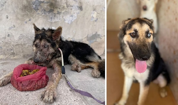 17. Всего месяц после спасения с улицы