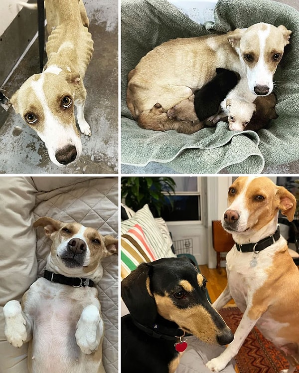 18. «Это Ронни год назад. Мы сделали ему все прививки и окружили любовью»