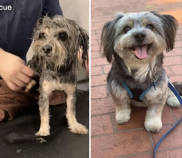 22. Кейз — щенок, спасенный с улицы