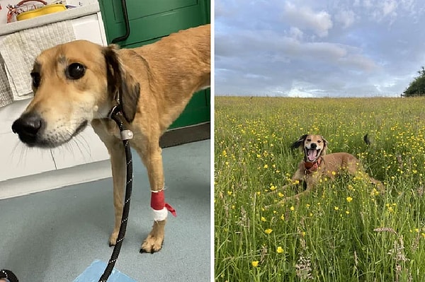 30. «Его оставили привязанным к фонарному столбу посреди ночи со сломанным плечом»