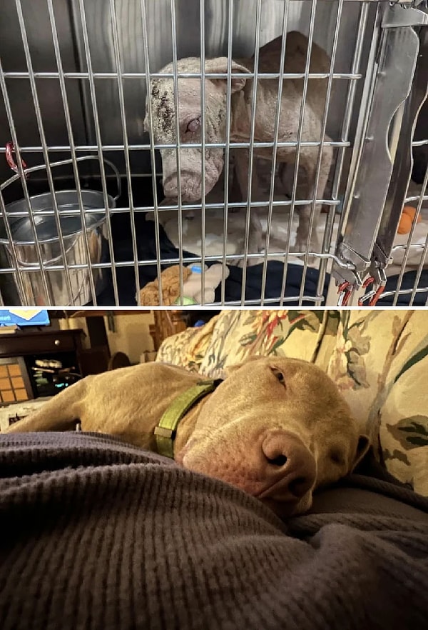 31. «Бодхи, когда его нашли, и сегодня утром, 8 недель спустя»