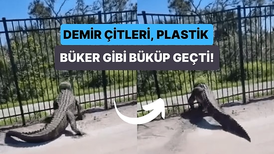 Hiç Zorlanmadan Demir Çitleri Büküp Geçen Godzilla Lakaplı Timsahın İzleyenleri Şaşkına Uğratan Görüntüleri