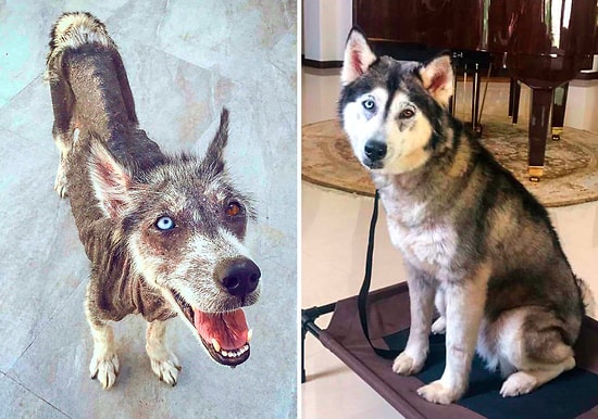 30+ фото собак ДО и ПОСЛЕ, как их взяли домой, которые докажут как сильно меняет любовь