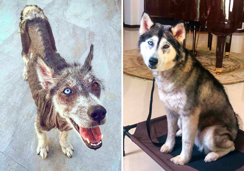 30+ фото собак ДО и ПОСЛЕ, как их взяли домой, которые докажут как сильно меняет любовь