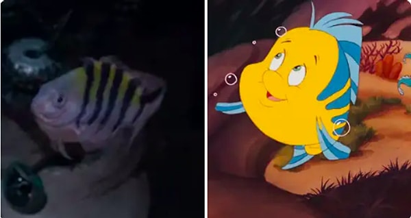 Флаундер, похожий эм, на рыбу, его озвучит Джейкоб Трамбле: