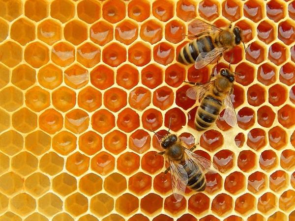 Science dergisinde Perşembe günü yayınlanan yeni bir çalışma, "sallanma dansını", kaynağın nerede olduğunu diğer arılara bildiren bir iletişim türü olarak tanımladı.