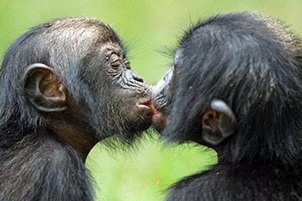 İnsanlarla maymunlar arasında çok az fark olduğunu söylemiştik. Bunlardan biri de konuştuğumuz dil.