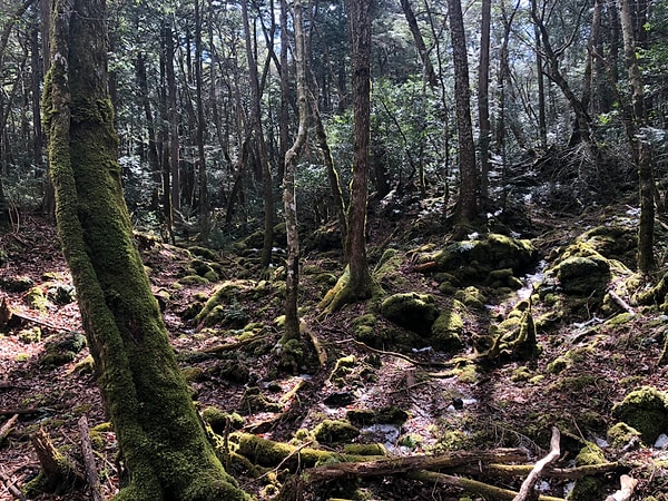 Aokigahara aynı zamanda Ağaçlar Denizi ya da İntihar Ormanı olarak bilinmekte ve Japonya'da Fuji Dağı'nın kuzeybatısında 35 kilometrekarelik bir alanda yer almakta.