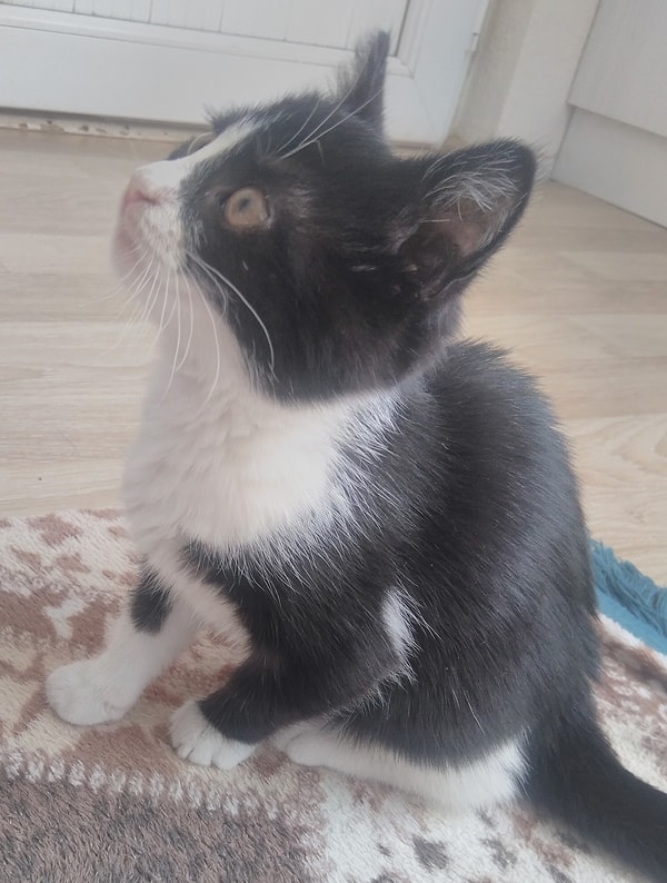 Rozii